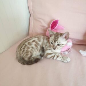 Kitten Cat Hilo