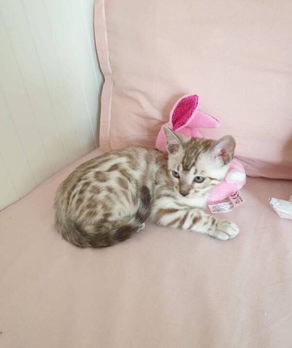 Kitten Cat Hilo