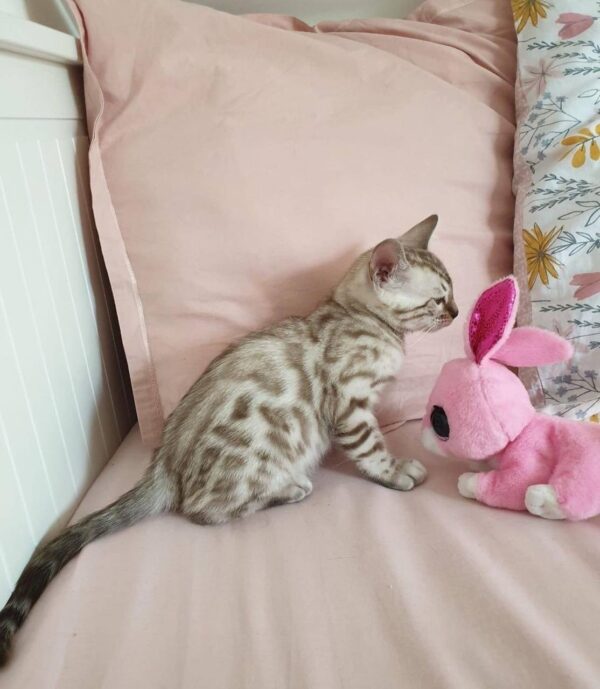 Kitten Cat Hilo
