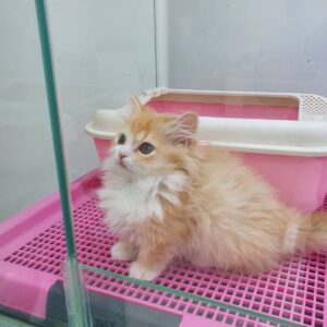 Kitten Cat Cleo