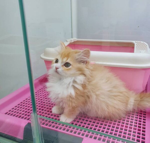 Kitten Cat Cleo