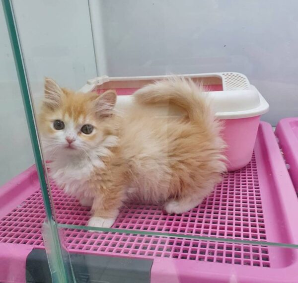 Kitten Cat Cleo