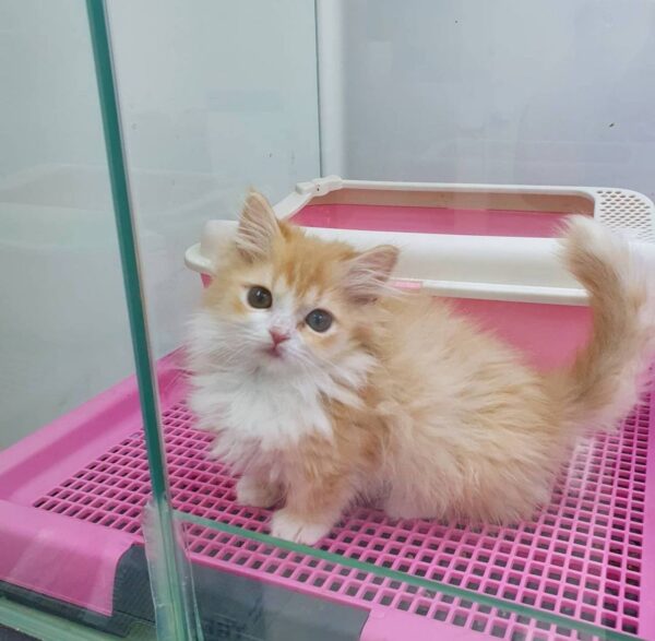 Kitten Cat Cleo