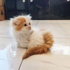 Kitten Cat Mido 