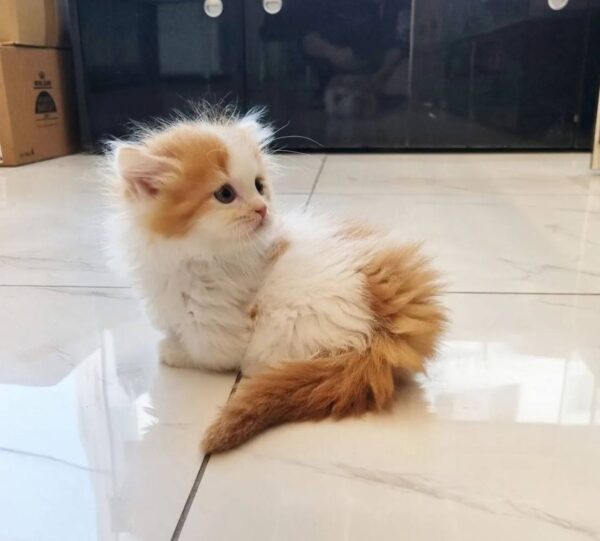 Kitten Cat Mido 