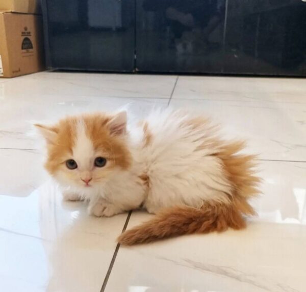 Kitten Cat Mido 