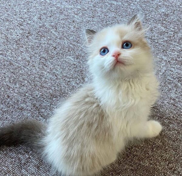 Kitten Cat Zami